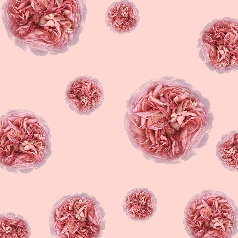Load image into Gallery viewer, Kate Scott Sorbet Roses Crepe De Chine
