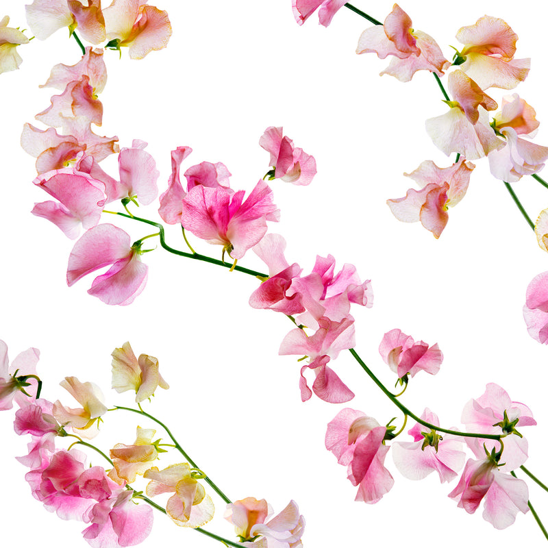 Load image into Gallery viewer, Sweet Peas Crepe De Chine
